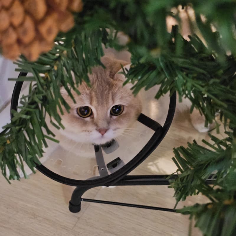 First Christmas