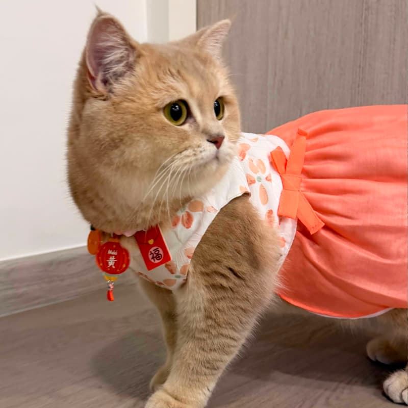 First chinese new year