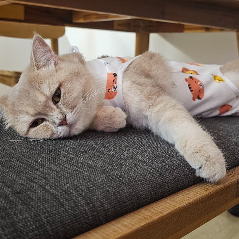 Spayed