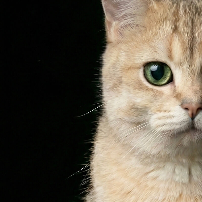 Maki the British Shorthair