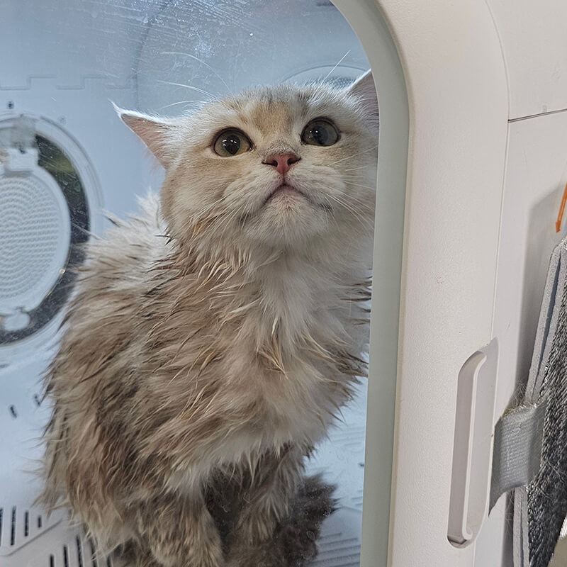 First grooming session